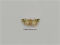 藏品(夜蛾619)的圖片